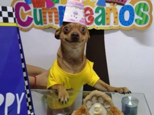 Perrito festeja con pastel de cumpleaños y su sonrisa lo hace viral