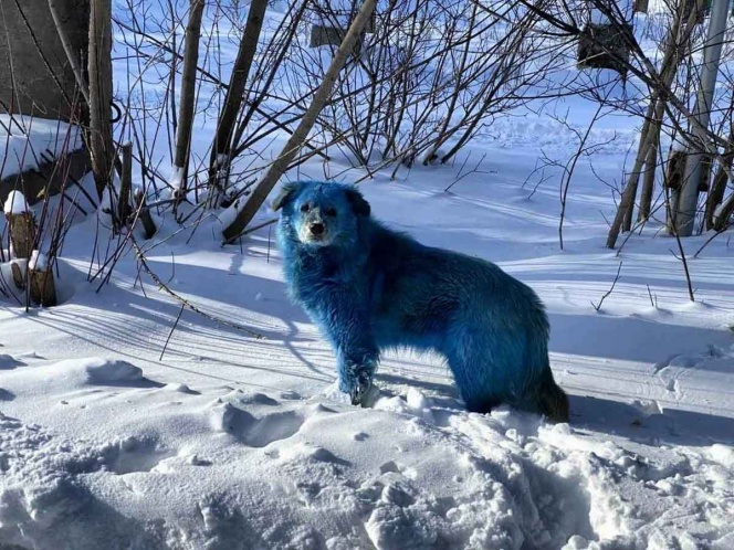 Aparecen perros azules cerca de una fábrica de Rusia