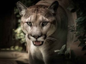 Tras tormenta , desaparecen dos pumas de refugio animal