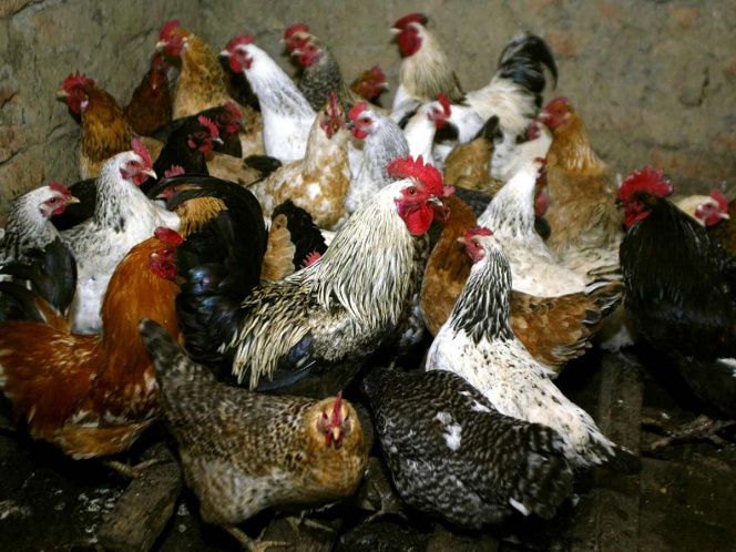 Rusia detecta primeros casos de gripe aviar H5N8 en humanos