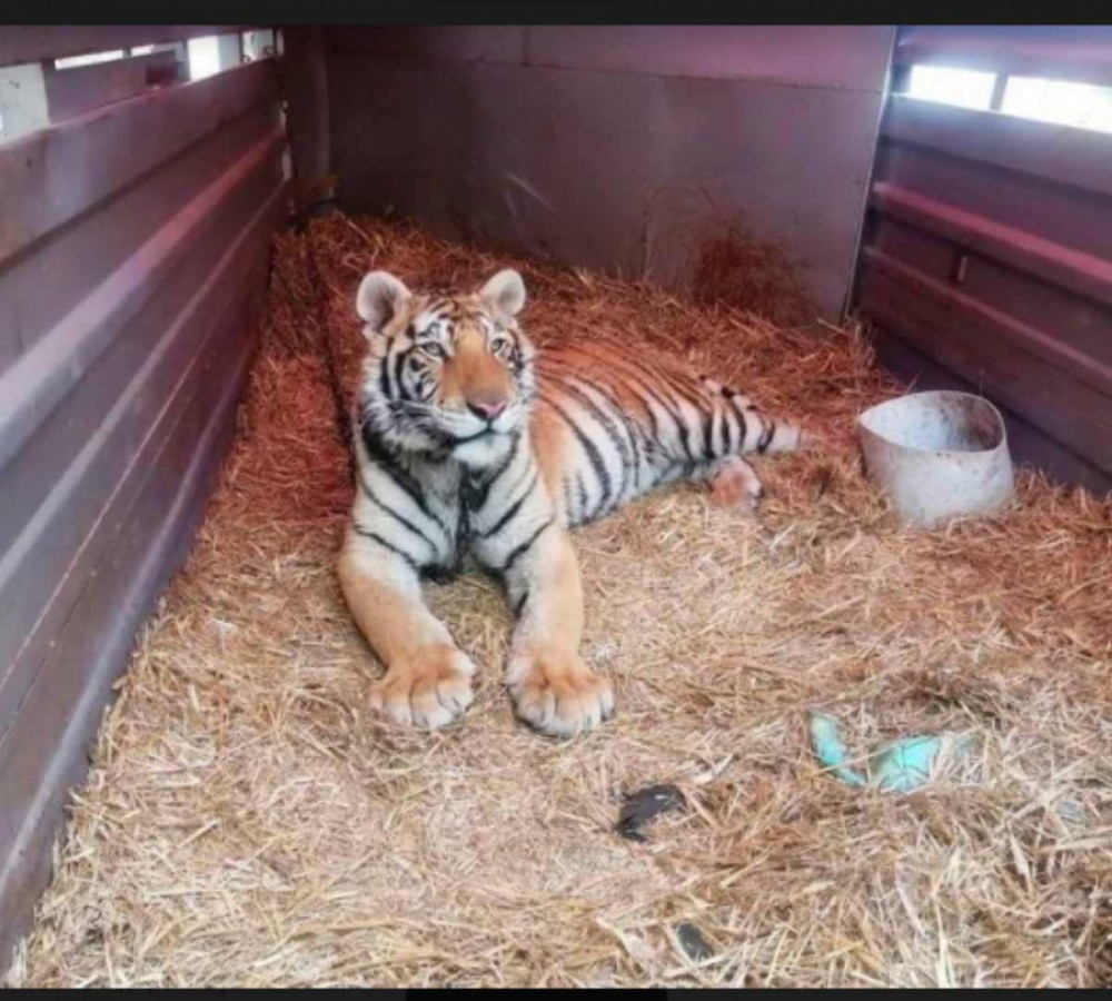 Tigre que se hizo viral será enviado a santuario