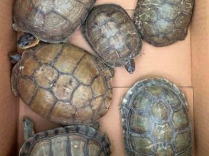 Rescatan de paquetería 8 tortugas terrestres