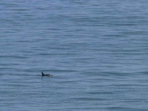 Se reportan nuevos avistamientos de Vaquita Marina