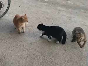 Perrito intenta calmar a dos gatos a punto de pelear