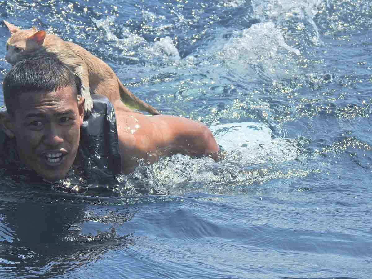 Rescatan a cuatro gatitos de un barco hundiéndose