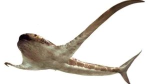 Descubren en México asombroso fósil de un tiburón con alas