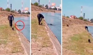 ¡Héroe sin capa! Policía rescata a perrito de ahogarse en Sinaloa