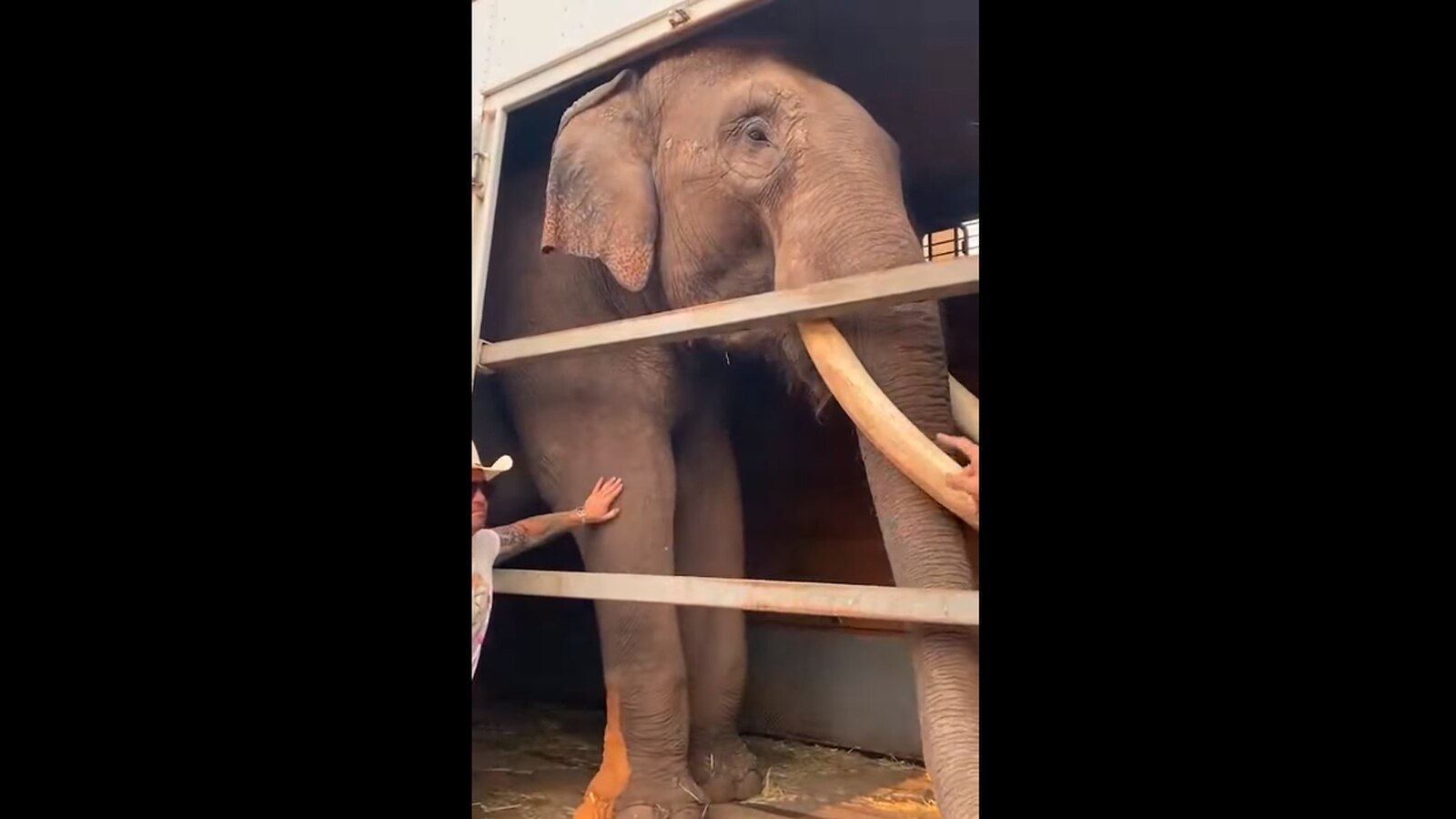 Big Boy, el elefante rescatado de un circo de Jalisco