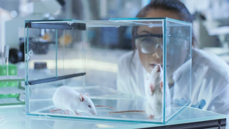 Queda prohibida la experimentación con animales para productos cosméticos