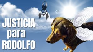 Piden #JusticiaParaRodolfo en marcha de poblanos contra el maltrato animal