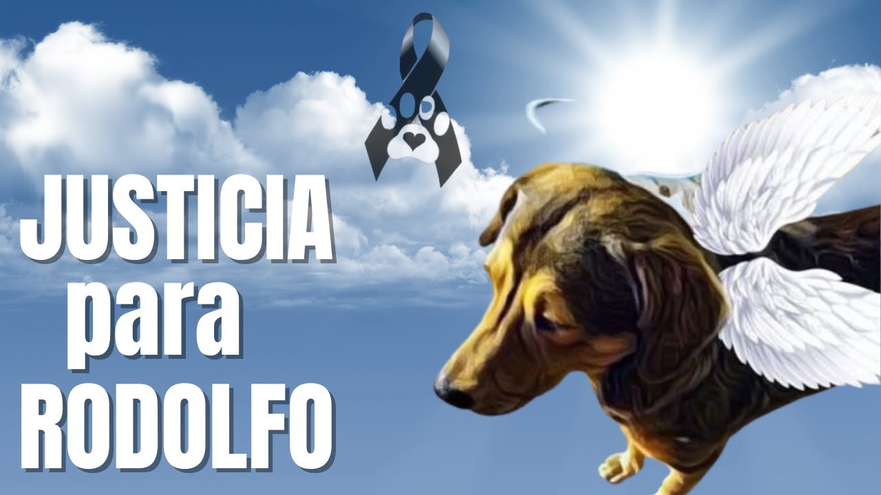 Piden #JusticiaParaRodolfo en marcha de poblanos contra el maltrato animal