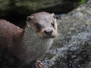 Detectan covid en nutrias de acuario de EU; investigan el contagio