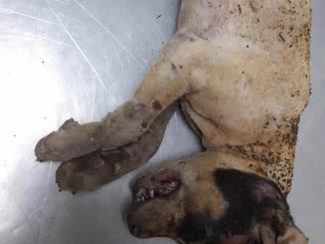 Exigen justicia para Huitzilli, perrito de tres meses quemado vivo en León, Guanajuato