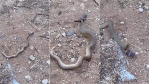 Captan increíble pelea entre una hormiga y una serpiente