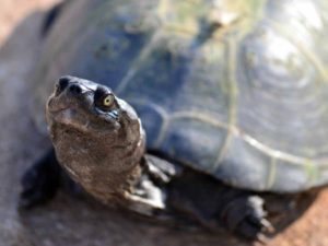Encuentran tortuga gigante en Islas Galápagos
