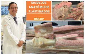 UDLAP emplea modelos anatómicos por plastinación para el estudio de la anatomía humana