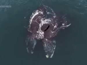 Video muestra aparente abrazo entre dos ballenas francas