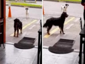 Perrito callejero lleva su amigo a restaurante donde les dan comida