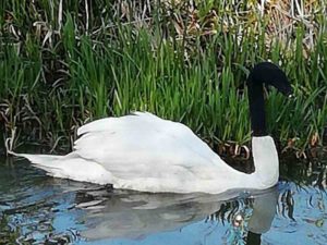 Encuentran a cisne con calcetín en la cabeza; buscan al culpable