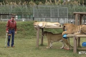Incautan leones del parque de la aclamada serie Tiger King