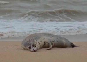 Encuentran a unas 170 focas muertas a orillas del mar Caspio