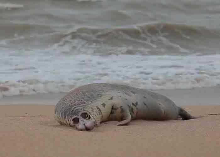 Encuentran a unas 170 focas muertas a orillas del mar Caspio