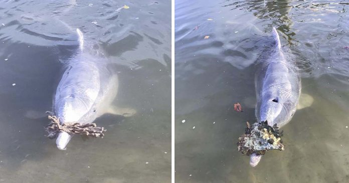 Delfín trae regalos a los humanos del fondo del océano a cambio de comida