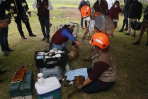 Rescatan a ambos perritos que cayeron en el socavón de Zacatepec