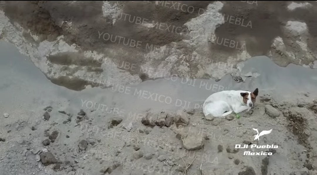 Cae otro perrito en socavón de Zacatepec