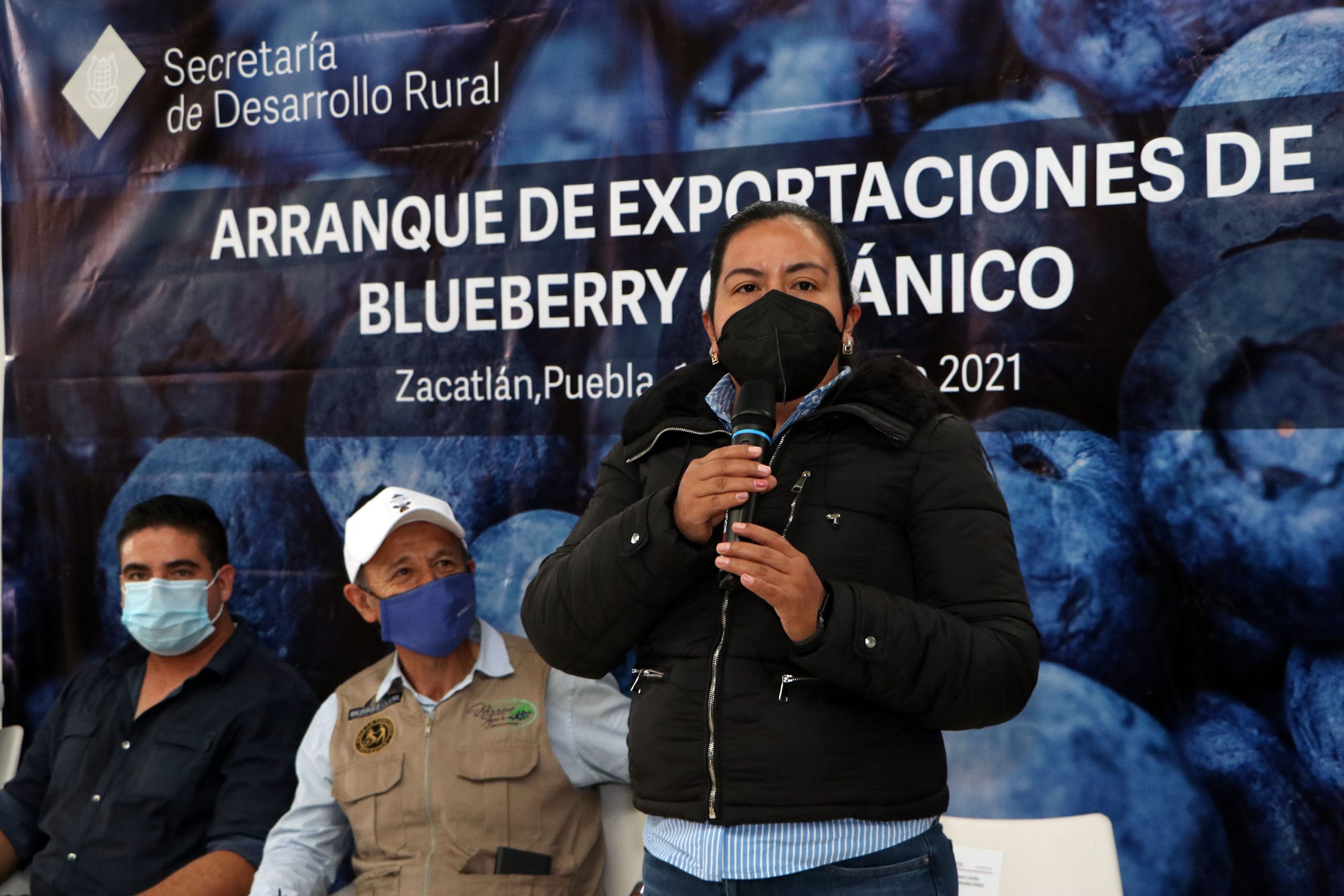 Inicia ciclo de exportación de blueberry orgánico de Zacatlán a Estados Unidos