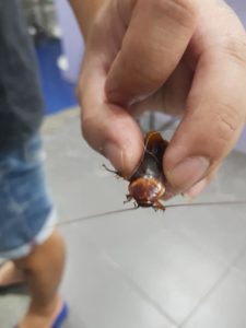 Sujeto lleva al veterinario a cucaracha que encontró aplastada