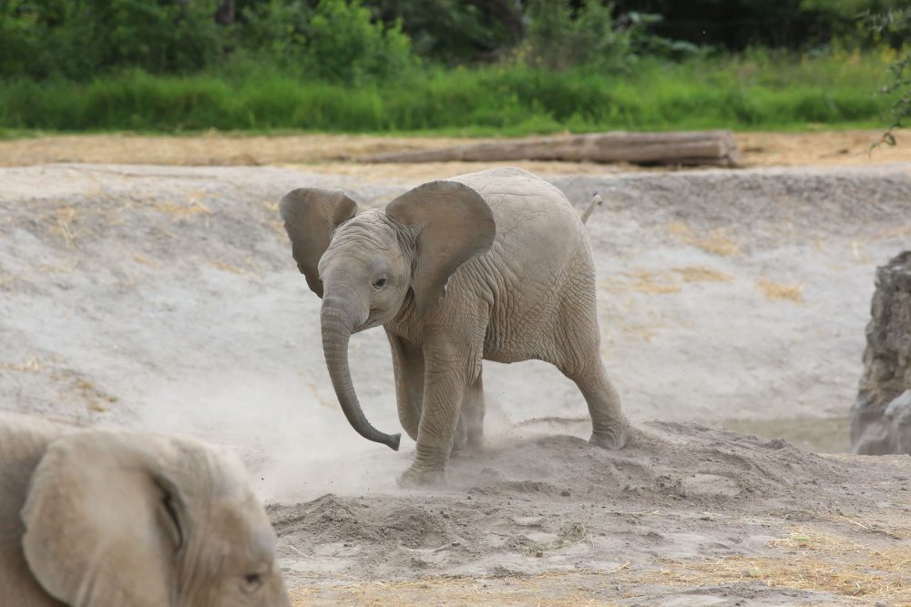 Lester, elefante nacido durante pandemia en Africam Safari, es apadrinado