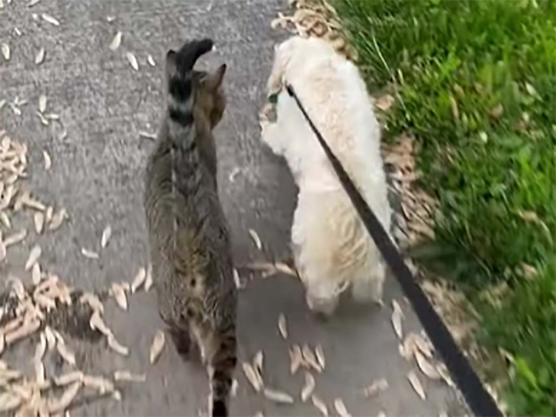 Gatito se hace ‘mejor amigo’ de perro y salen de paseo