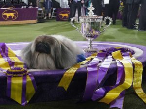 Perrito ‘Chewbacca’ gana exposición canina en EU