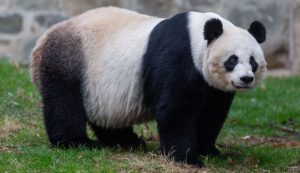 Pandas dejan de estar en lista de animales en peligro de extinción