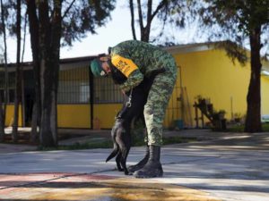 Militares le encuentran hogar a perritos callejeros