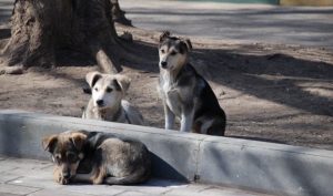 Ocho perros fueron envenenados masivamente en Oaxaca; pobladores exigen justicia
