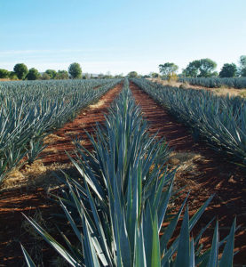 ¿Extinción del agave por auge mezcalero?