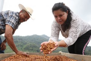 Inician SDR y Chapingo proceso de estimación de cosecha de café 2021-2022