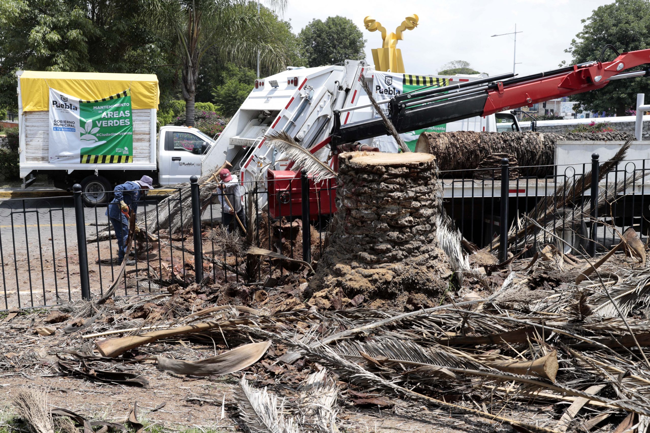 Cortar las palmeras en Analco, severo desequilibrio ambiental: SMADSOT
