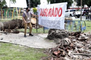 Cortar las palmeras en Analco, severo desequilibrio ambiental: SMADSOT