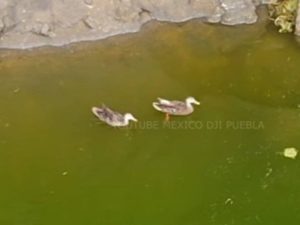 Dron graba a una pareja de patos nadando en el socavón