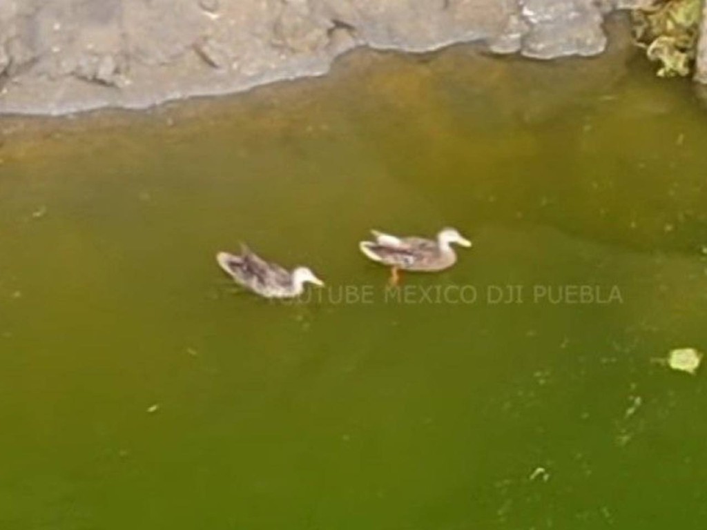 Dron graba a una pareja de patos nadando en el socavón