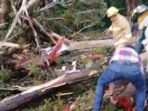 Así se salvó automovilista de ser aplastado por un árbol en Michoacán