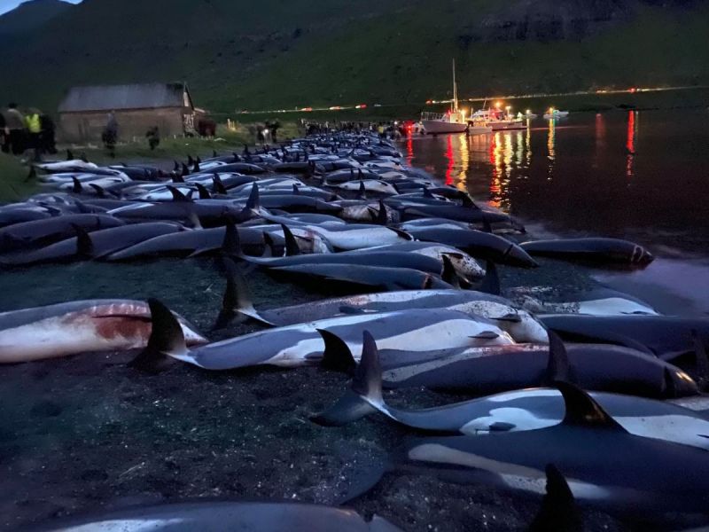 Por tradición ancestral, asesinan a mil 400 delfines en Islas Feroe