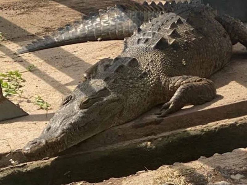 Capturan a cocodrilo en granja avícola de Sinaloa