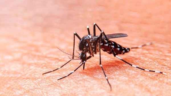 IMSS garantiza atención integral a pacientes con dengue y covid