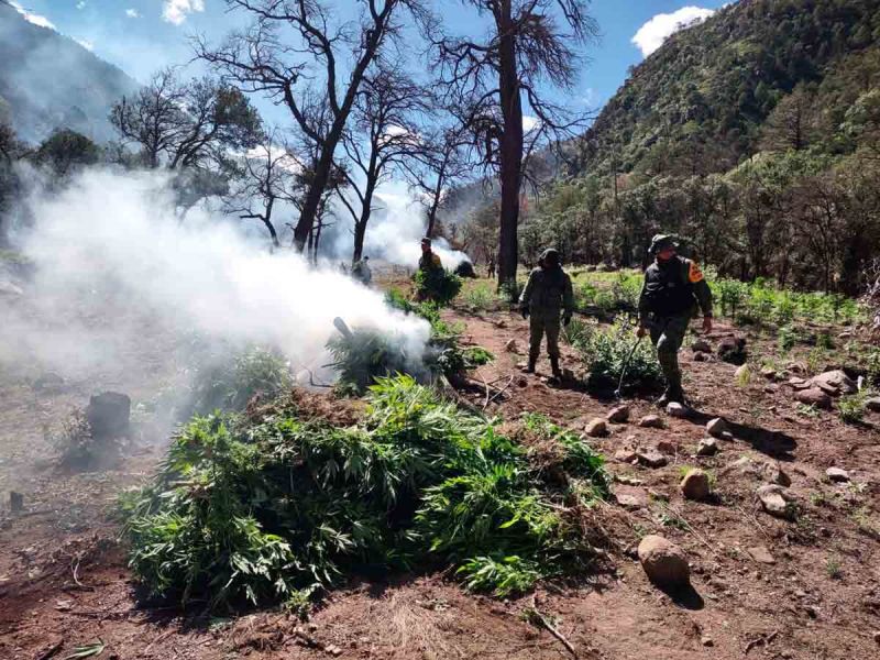 SEDENA localiza 11 hectáreas de marihuana en Chihuahua