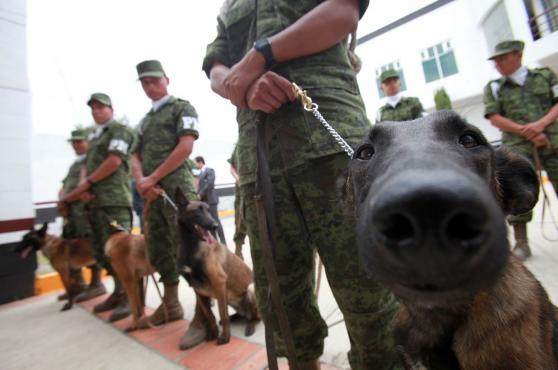 Perros son entrenados por el Ejercito para detectar drogas y explosivos