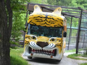 Cuidadora pierde una mano tras el ataque de un tigre en Japón